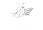 Carolina Clarity